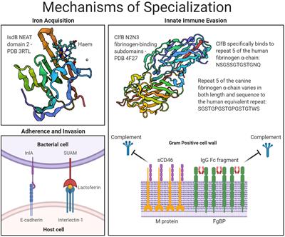 The Role of Gram-Positive Surface Proteins in Bacterial Niche- and Host-Specialization